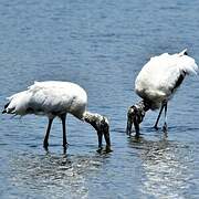 Wood Stork