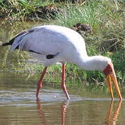 Yellow-billed Stork