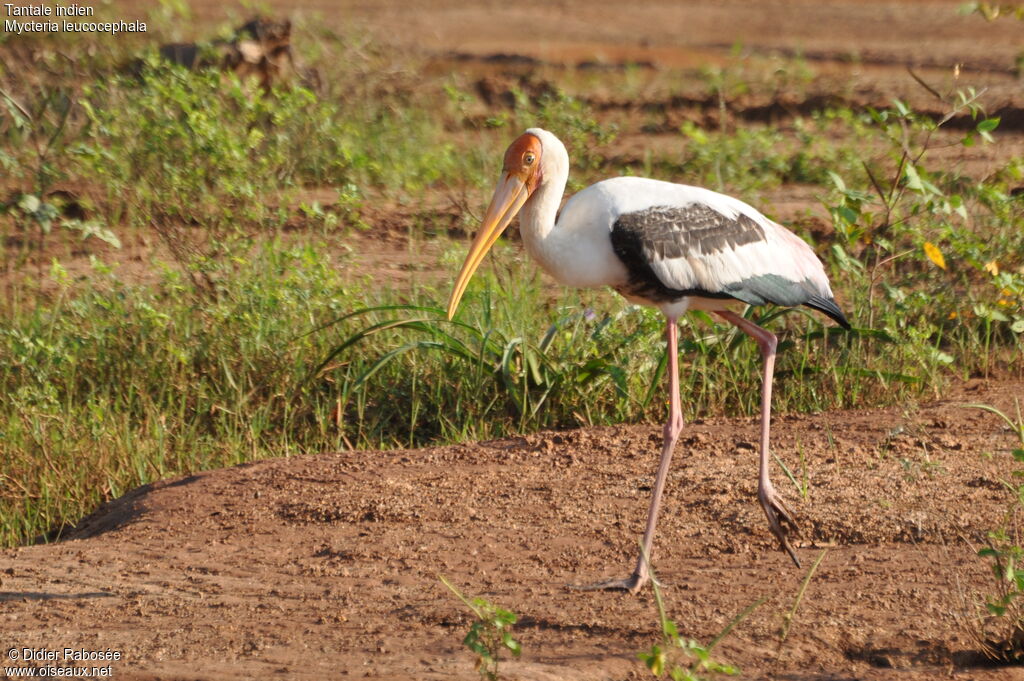 Painted Stork