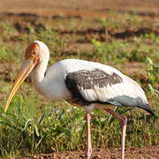 Painted Stork