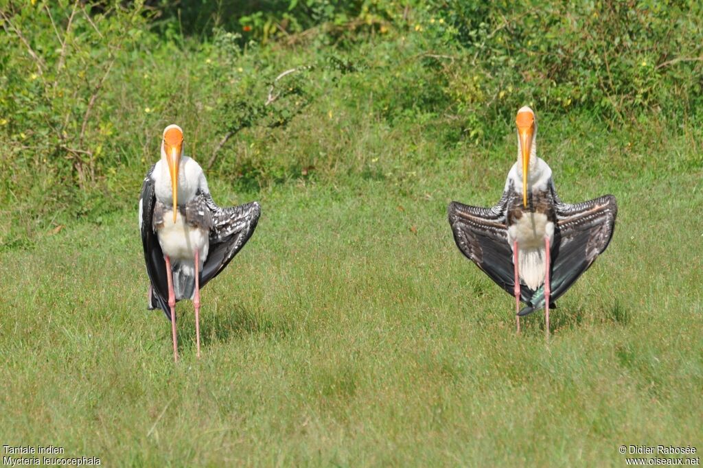 Painted Stork, Behaviour