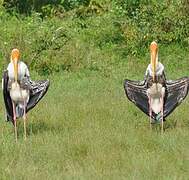 Painted Stork