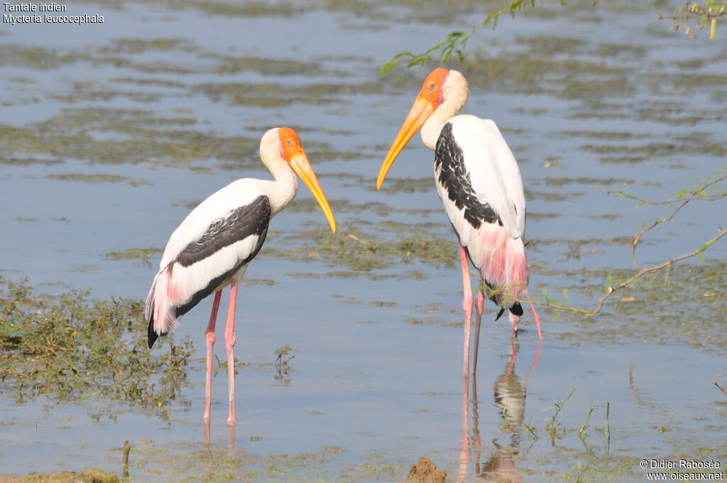 Painted Stork