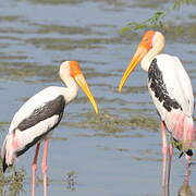 Painted Stork