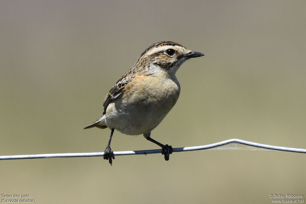 Whinchat male