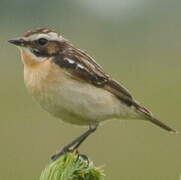 Whinchat