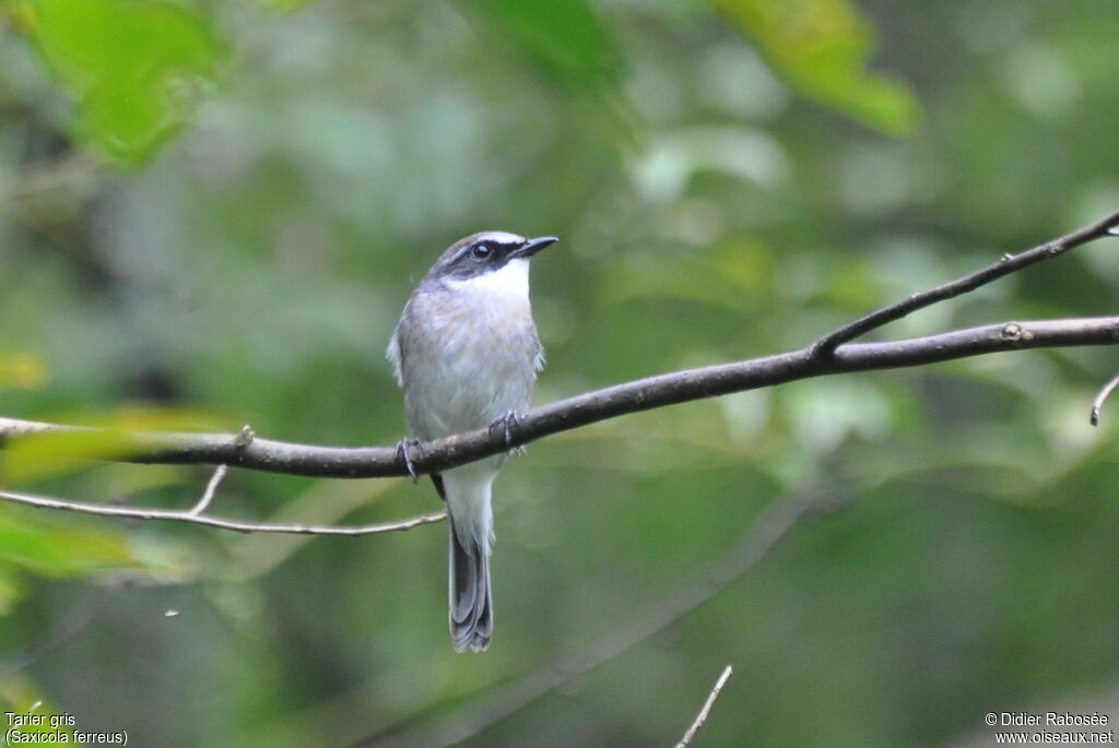 Grey Bush Chat