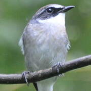 Grey Bush Chat