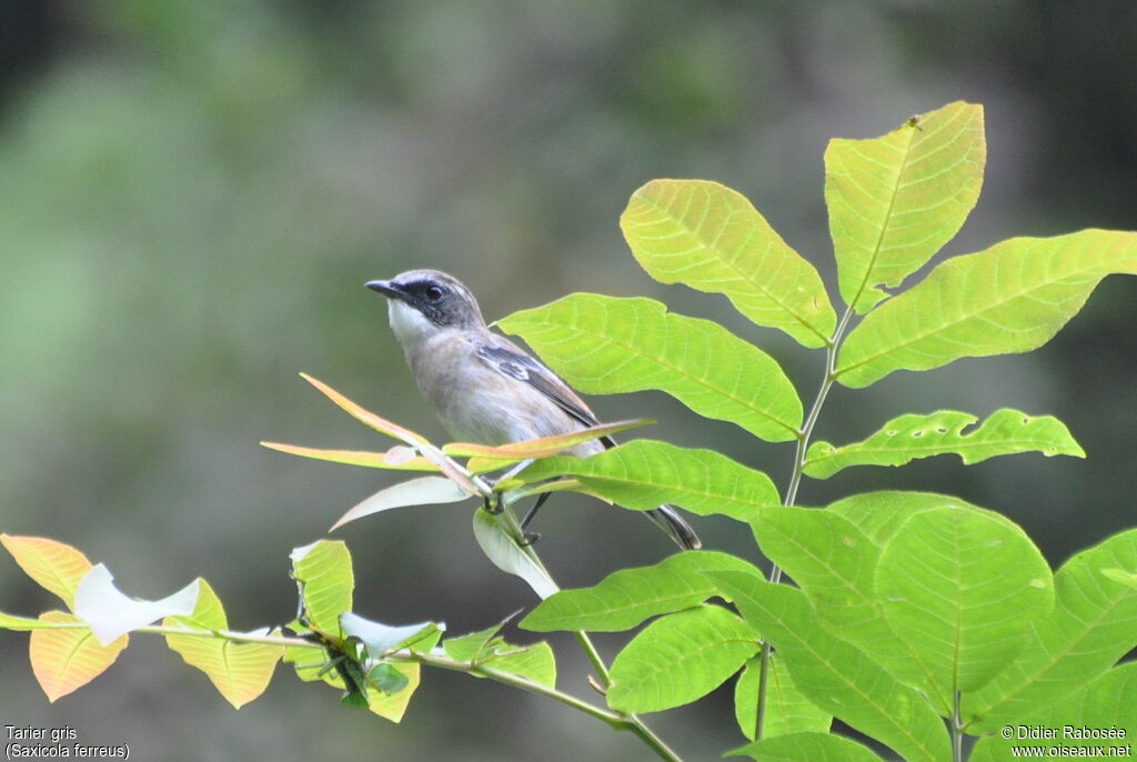 Grey Bush Chat