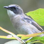 Grey Bush Chat