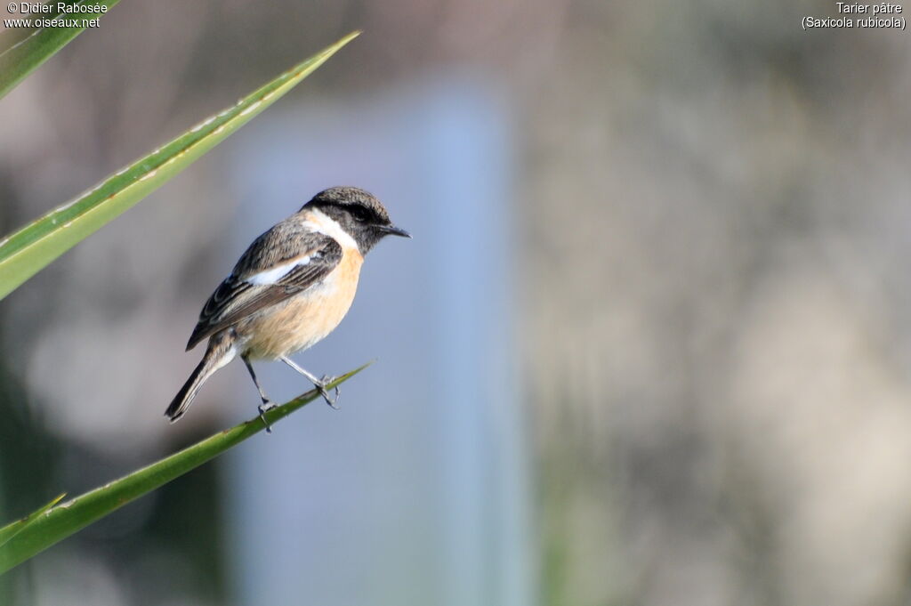 European Stonechat male adult post breeding