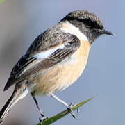 European Stonechat