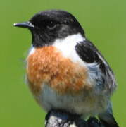 European Stonechat