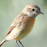 European Stonechat