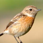 European Stonechat