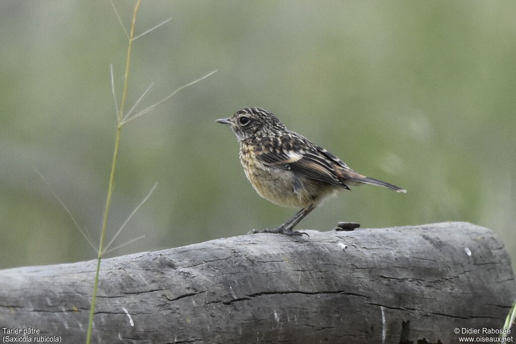 Tarier pâtrejuvénile, identification