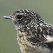 European Stonechat