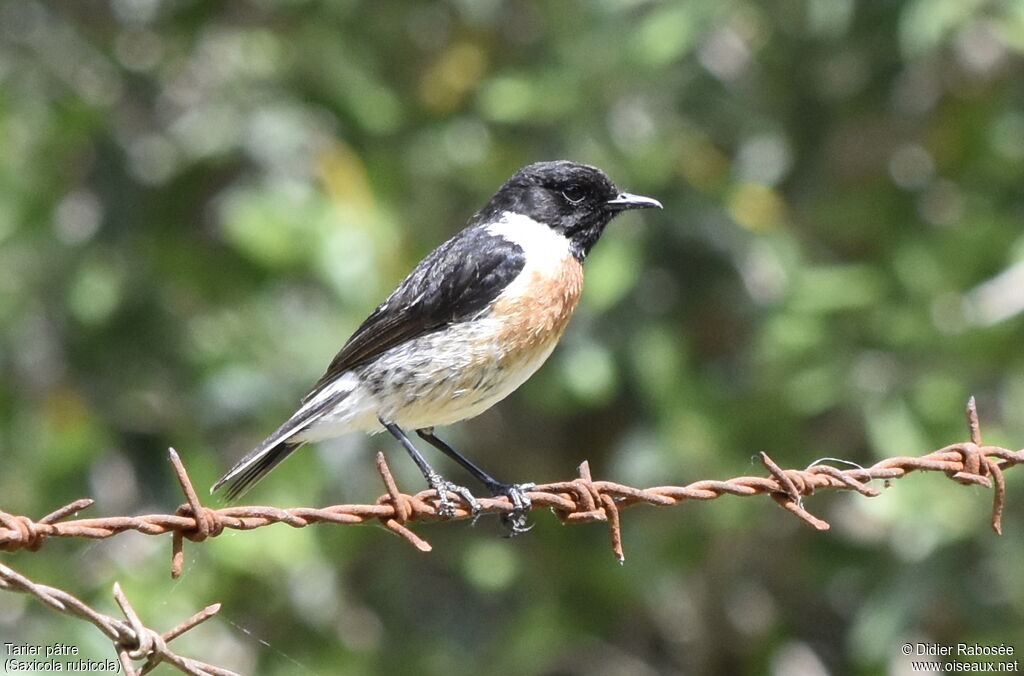 European Stonechat male adult