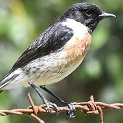 European Stonechat