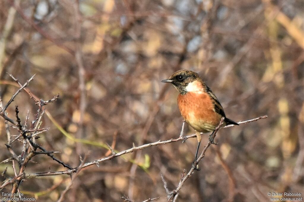 European Stonechat male adult post breeding