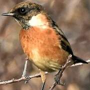 European Stonechat