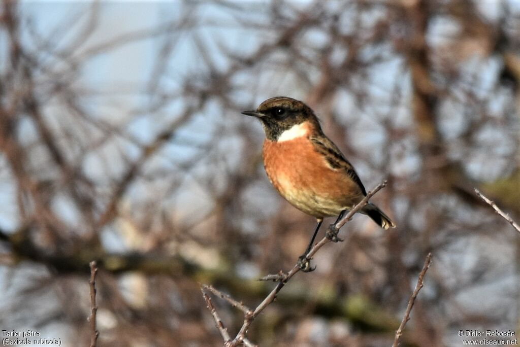 European Stonechat male adult post breeding