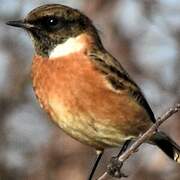 European Stonechat