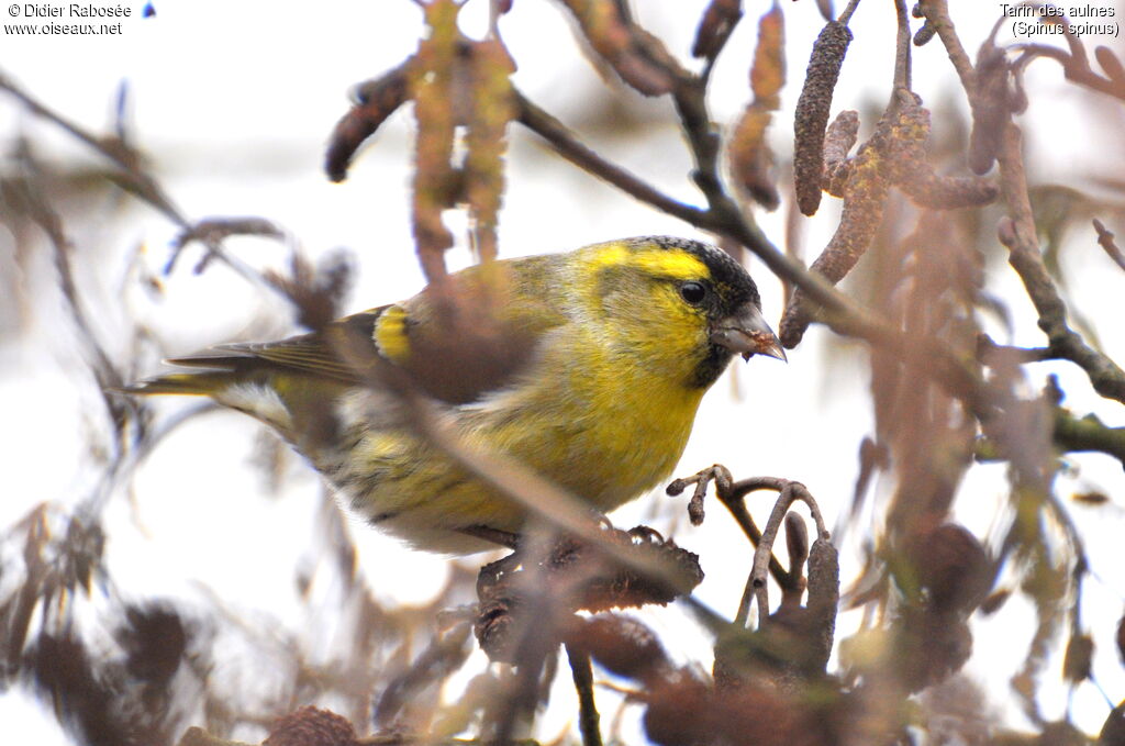 Eurasian Siskin male