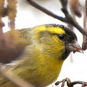 Eurasian Siskin