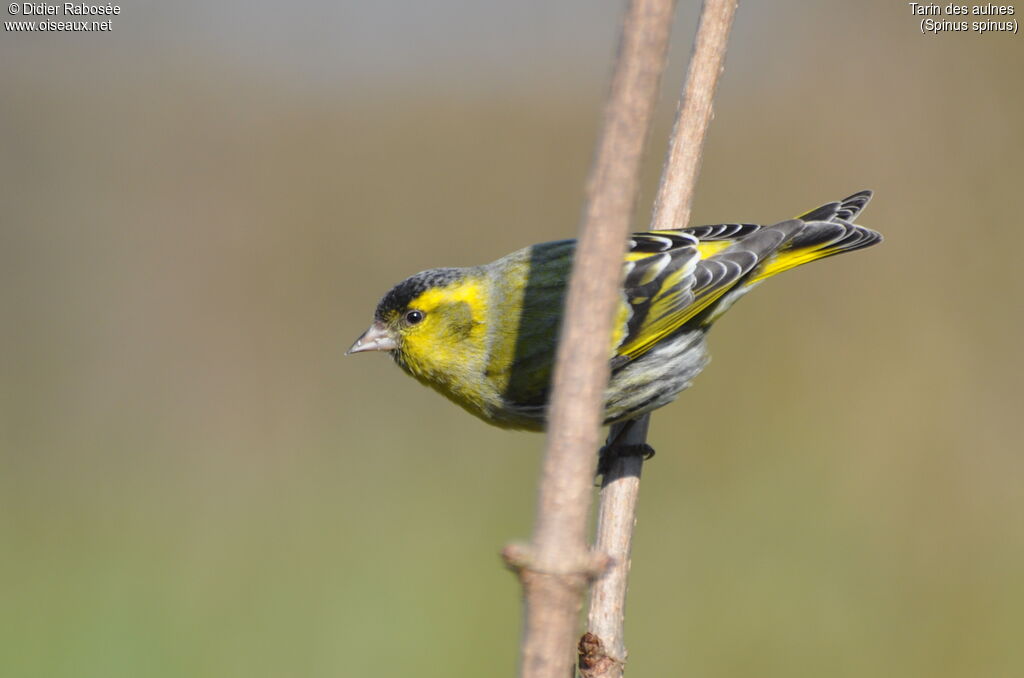 Eurasian Siskin male