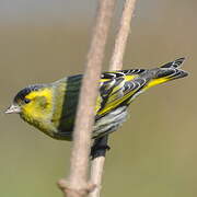 Eurasian Siskin