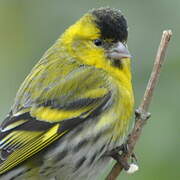 Eurasian Siskin