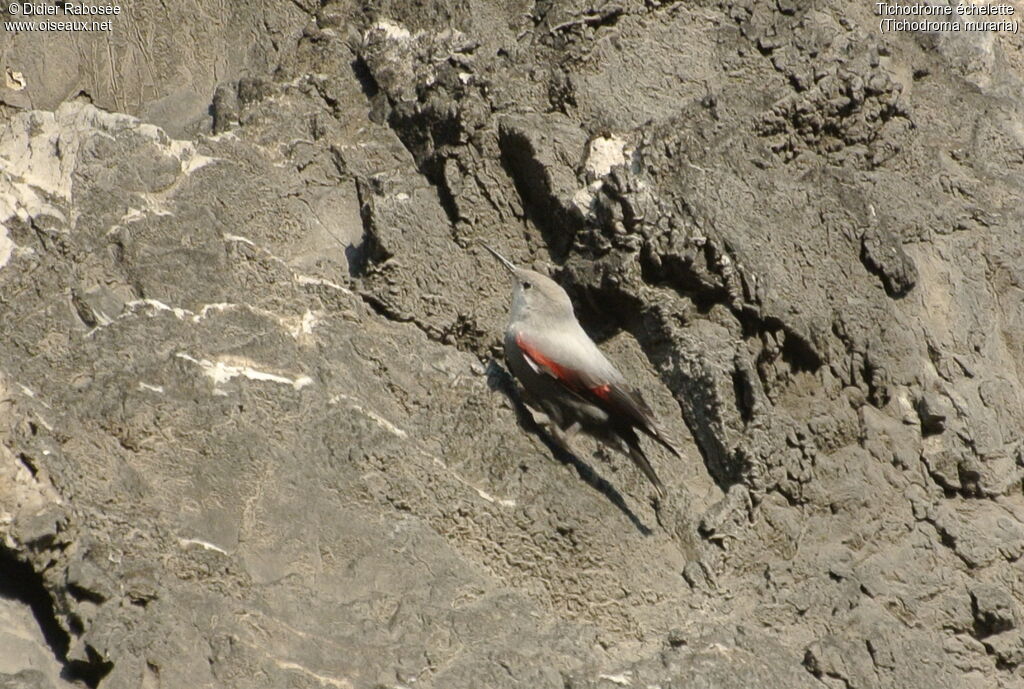 Wallcreeper