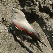 Wallcreeper