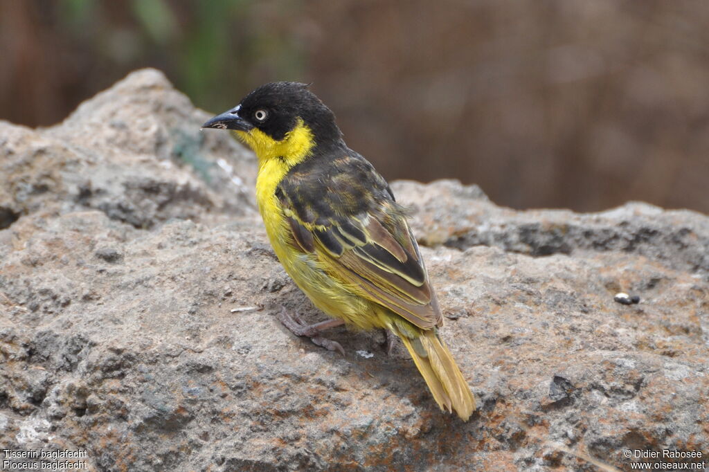 Baglafecht Weaver