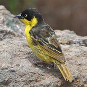 Baglafecht Weaver