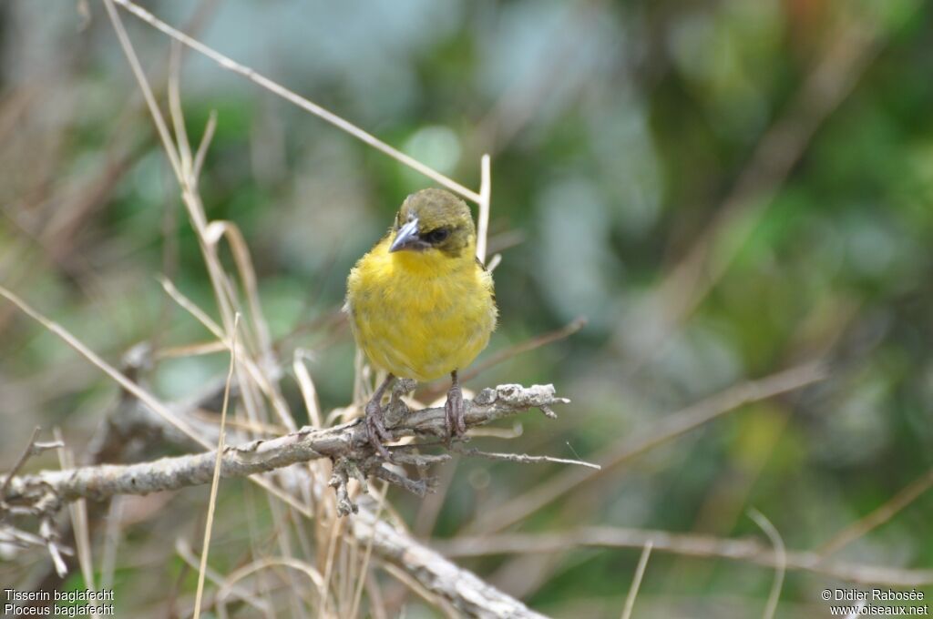 Baglafecht Weaver female