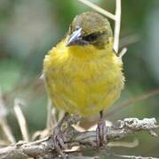 Baglafecht Weaver