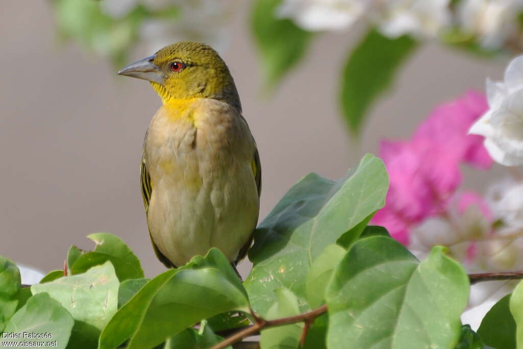 Village Weaver female adult, close-up portrait