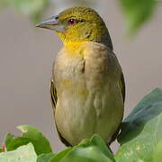 Tisserin gendarme