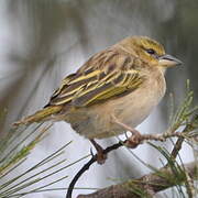 Vitelline Masked Weaver