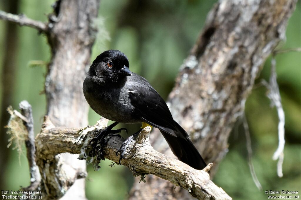 Yellow-thighed Finchadult