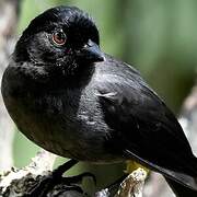 Yellow-thighed Finch