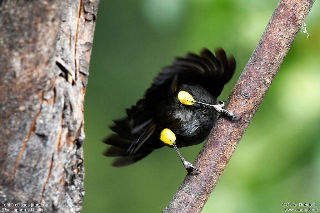 Yellow-thighed Finchadult, identification