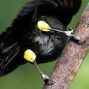 Yellow-thighed Brushfinch