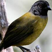 Large-footed Finch