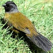 Large-footed Finch