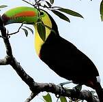 Toucan à carène