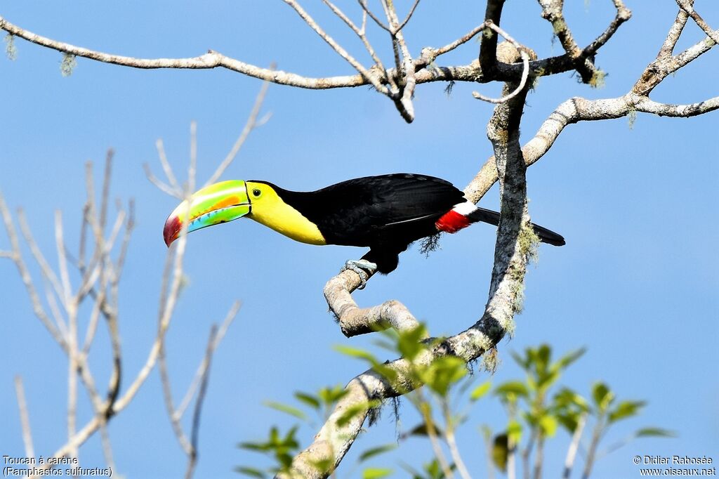 Toucan à carèneadulte