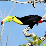 Keel-billed Toucan